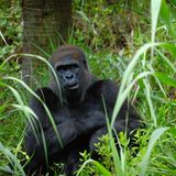 ein Gorilla im Regenwald
