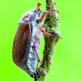 ein Maikäfer klettert einen Zweig hoch