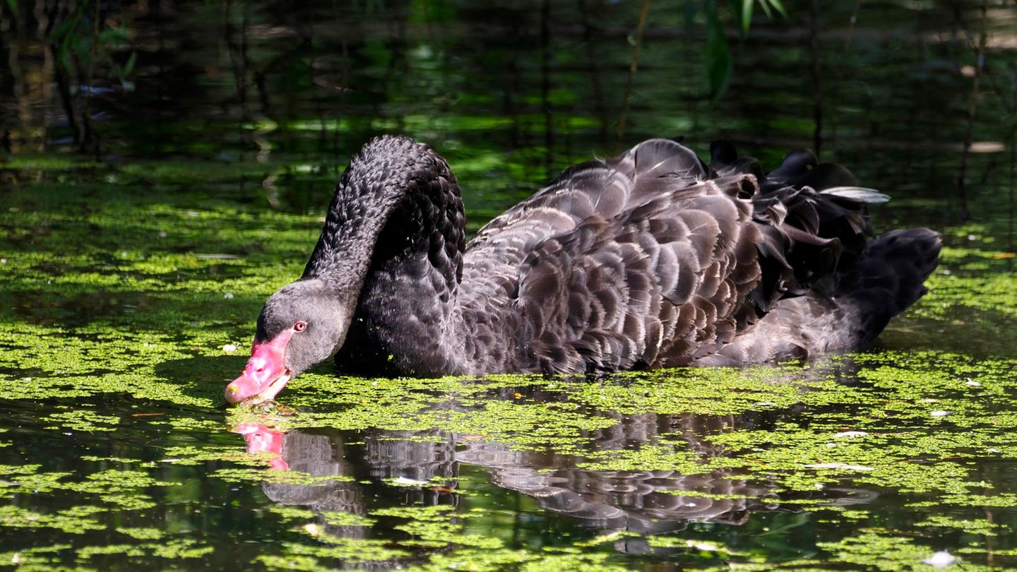 ein schwarzer Schwan schwimmt durchs Wasser