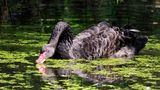 ein schwarzer Schwan schwimmt durchs Wasser