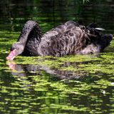 ein schwarzer Schwan schwimmt durchs Wasser