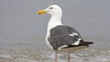 Eine Möwe steht am Strand
