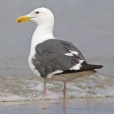 Eine Möwe steht am Strand