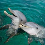 Drei Delfine strecken ihre Köpfe aus dem Wasser