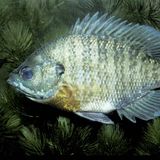 Ein Sonnenbarsch schwimmt in einem Gewässer