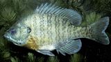 Ein Sonnenbarsch schwimmt in einem Gewässer