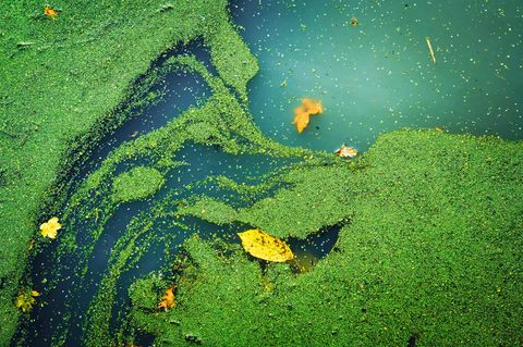 Abnehmen mit Entengrütze? Darum sind die grünen Wasserlinsen so gesund (Video)