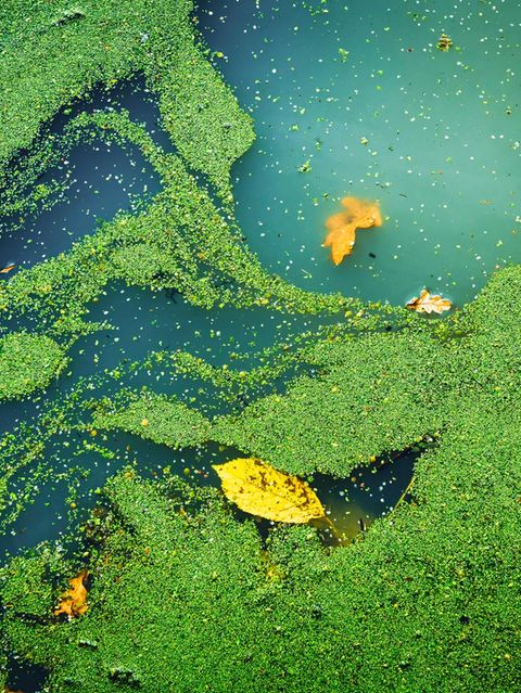 Abnehmen mit Entengrütze? Darum sind die grünen Wasserlinsen so gesund (Video)