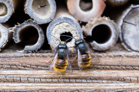 Wildbienen unterstützen: Zwei Gehörnte Mauerbienen an einem Bienenhotel
