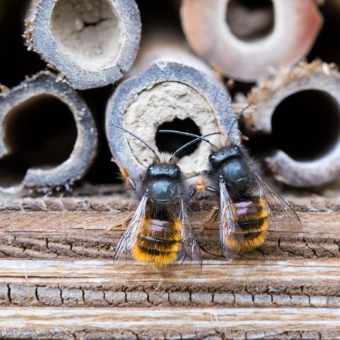 Wildbienen unterstützen: Zwei Gehörnte Mauerbienen an einem Bienenhotel