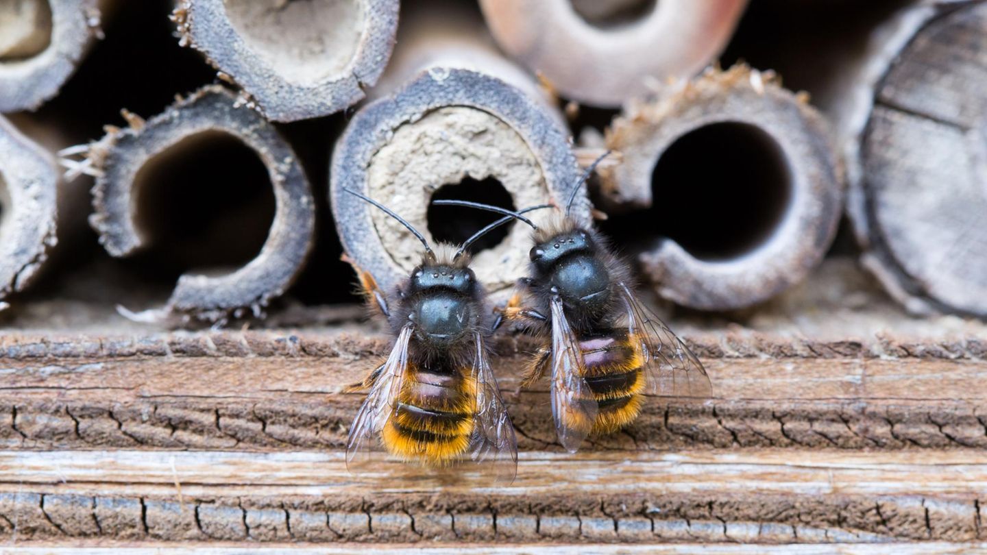 Wildbienen unterstützen: Zwei Gehörnte Mauerbienen an einem Bienenhotel