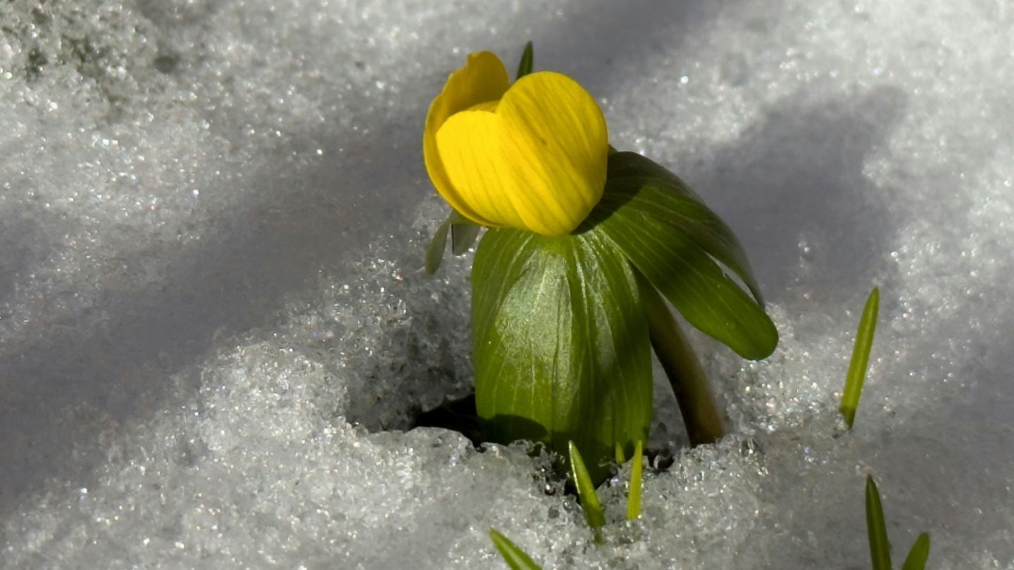 Blume im Schnee
