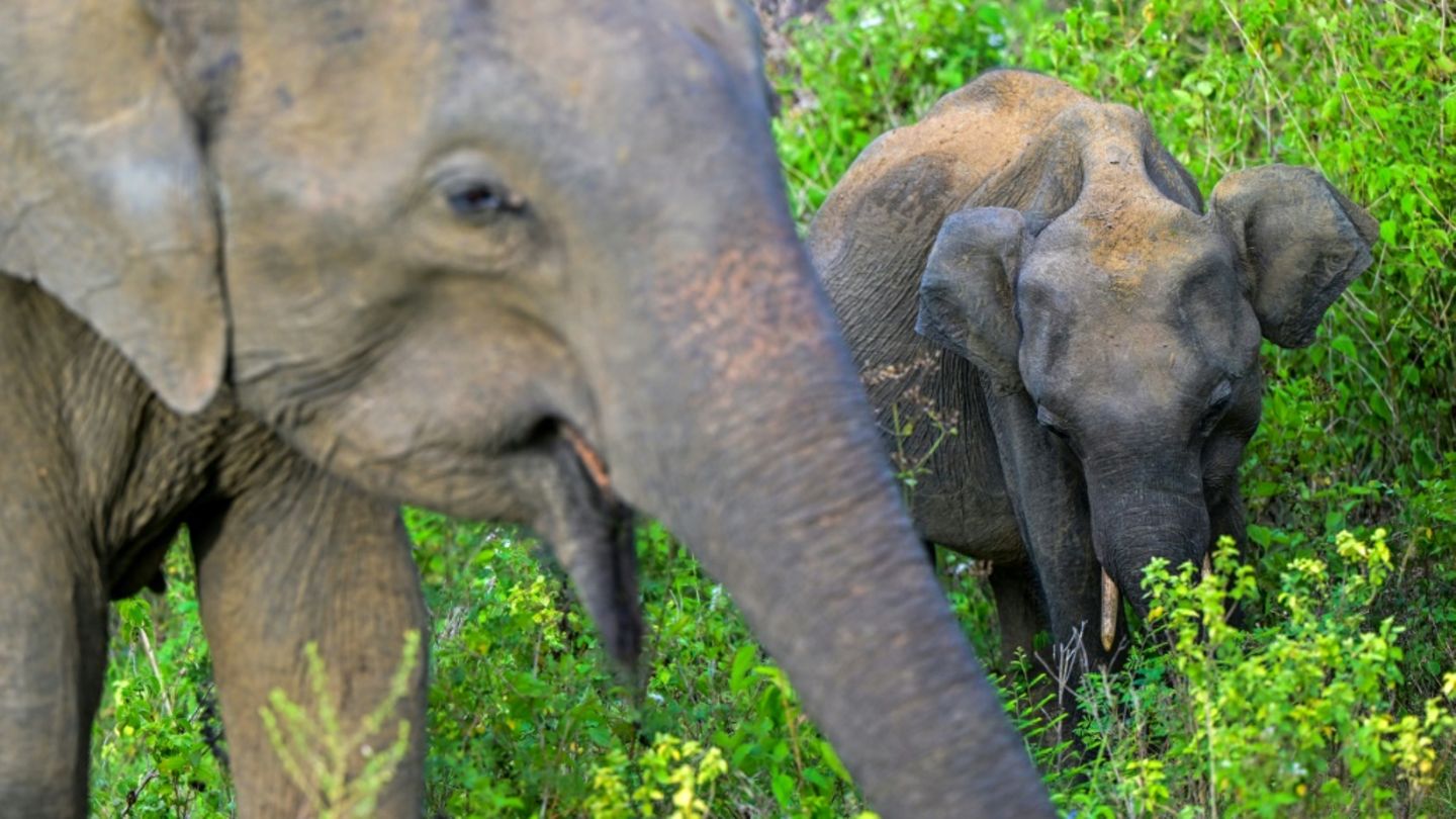 Elefanten in Nationalpark in Sri Lanka