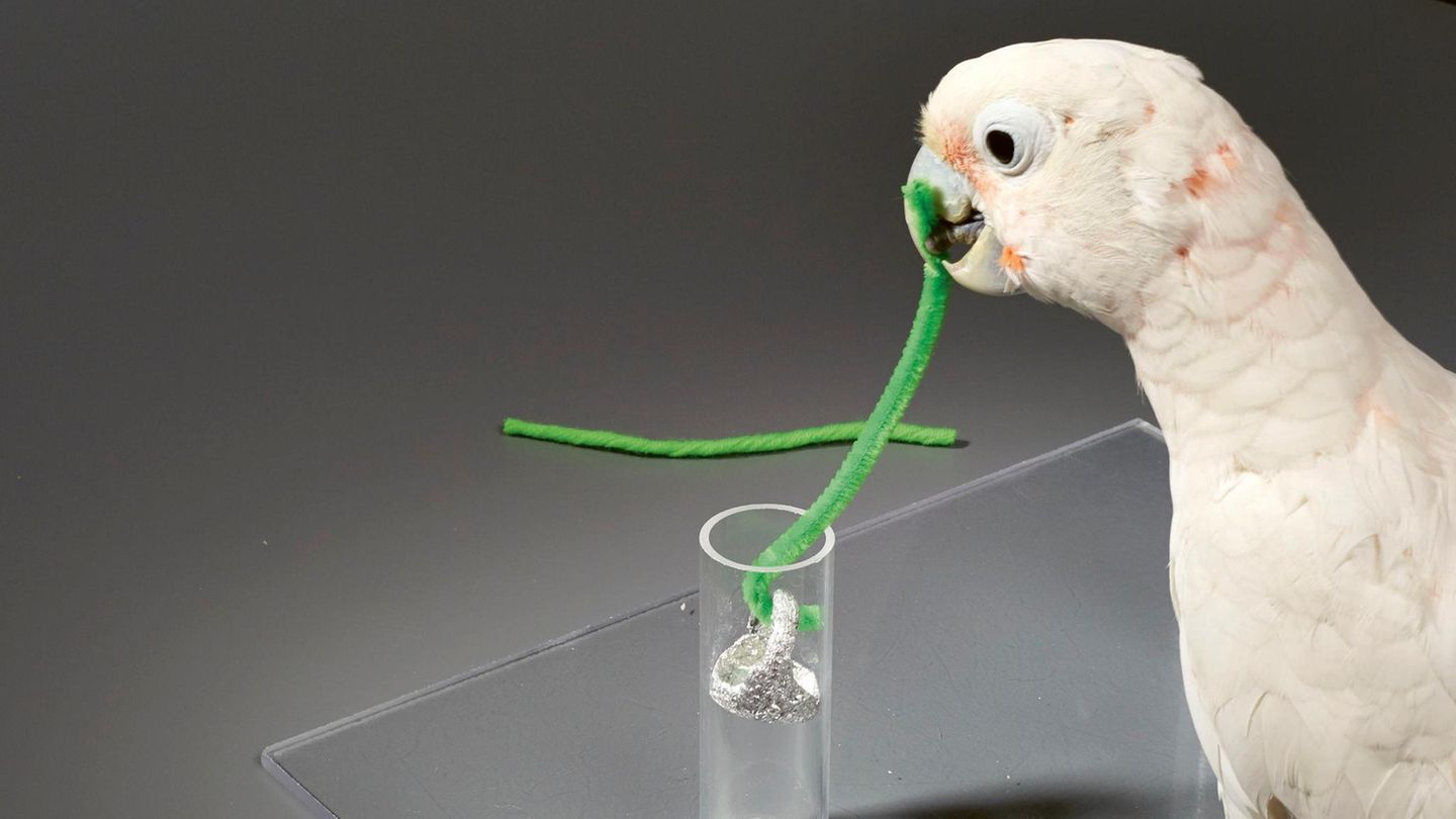 Intelligenz: Tierische Erfinder – so schlau sind Vögel, Tintenfische und Insekten