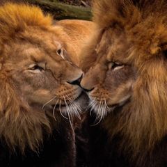 Homosexualität: Zwei schmusende Löwenmännchen