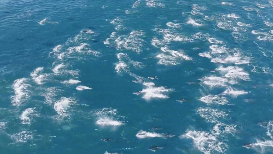 Kapitän filmt Naturschauspiel mit 2000 Delfinen Vor der kalifornischen Küste treffen mehr als 2000 Delfine aufeinander. Normalerweise sind die Tiere in deutlich kleineren Gruppen unterwegs.