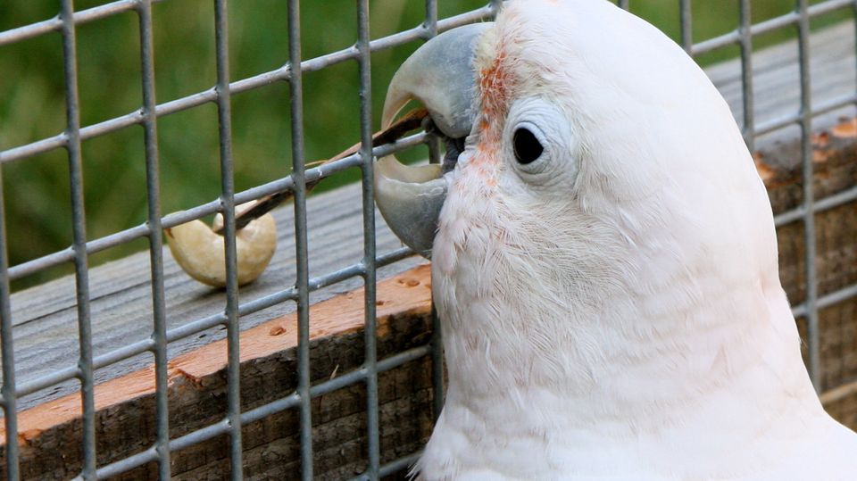 Intelligenz Kakadu angelt Cashewnuss mit einem Stöckchen