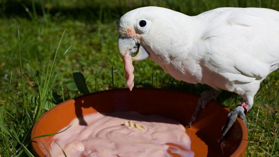 Intelligenz Kakadu tunkt Nudel in rosafarbenes Joghurt