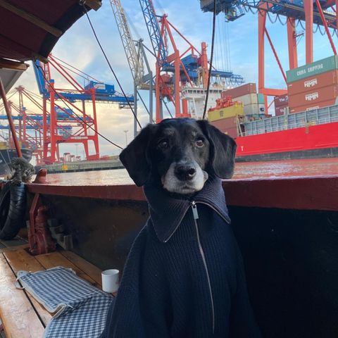 Hündin Lyra sitzt auf einem Boot, das vorm Hamburger Hafen schwimmt.