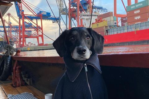 Hündin Lyra sitzt auf einem Boot, das vorm Hamburger Hafen schwimmt.