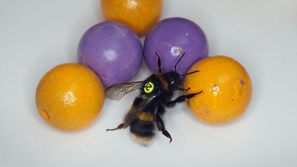 Intelligenz Hummel mit Markierung und fünf Kugel in orange und violett