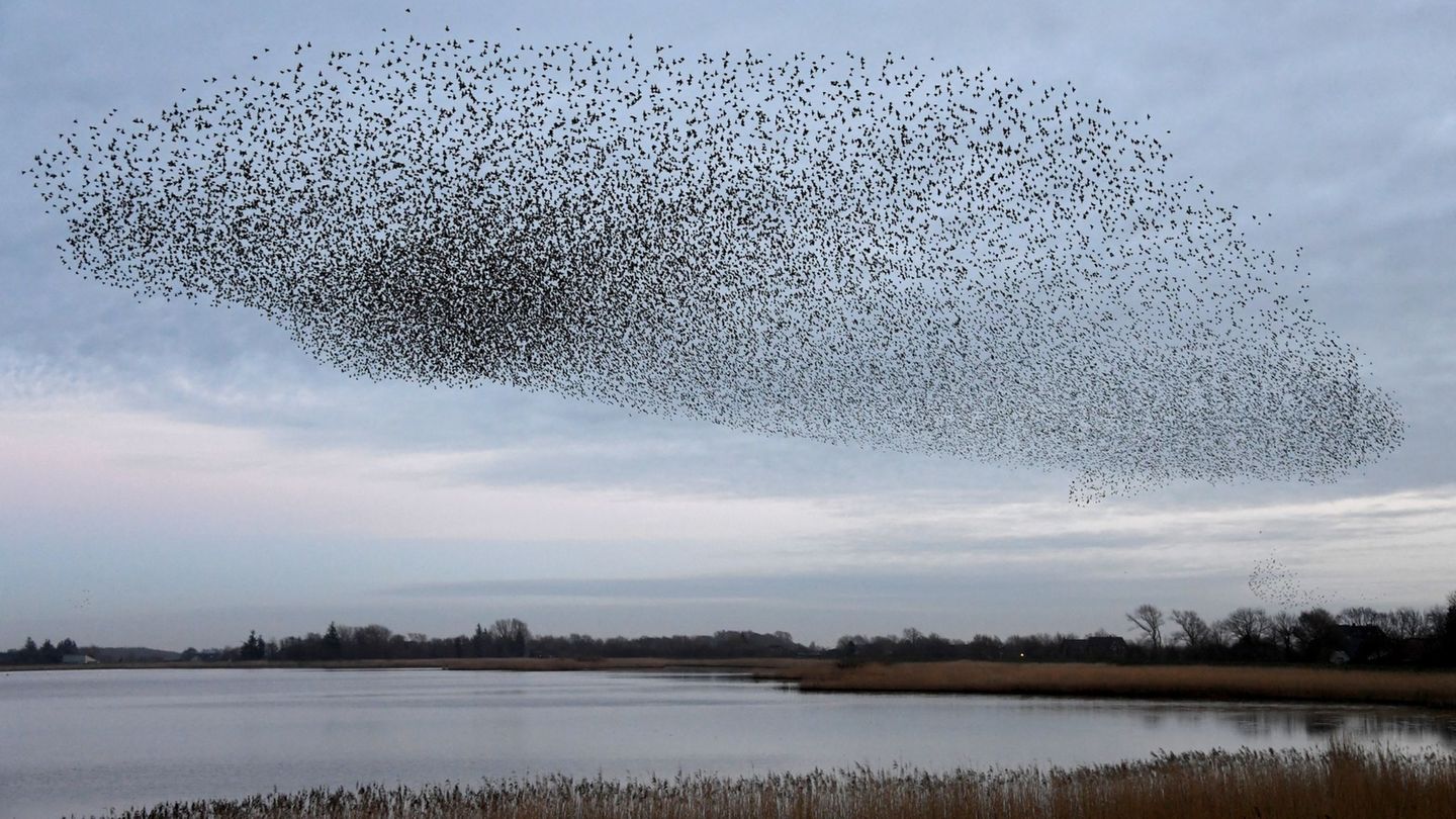 Zeichen des Frühjahrs: Wenn die Zugvögel zurückkehren