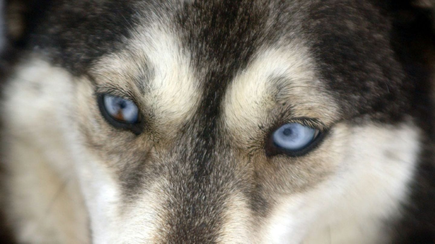 Augen eines Hundes