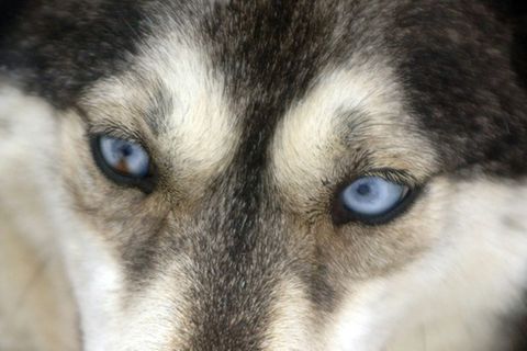 Augen eines Hundes