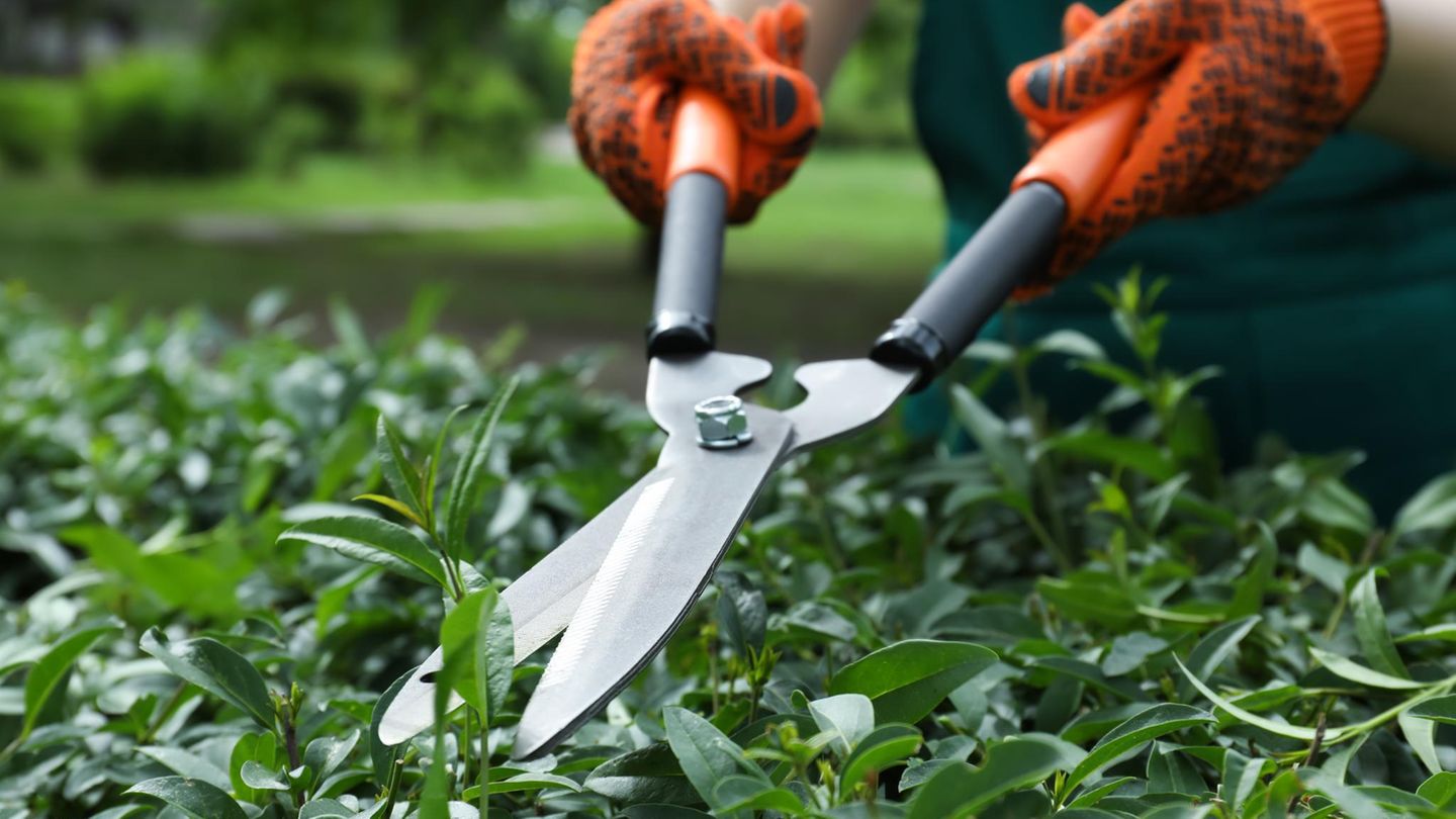 Die besten Gartendeals Angebote vom 3. bis 9. März 2025 STERN.de