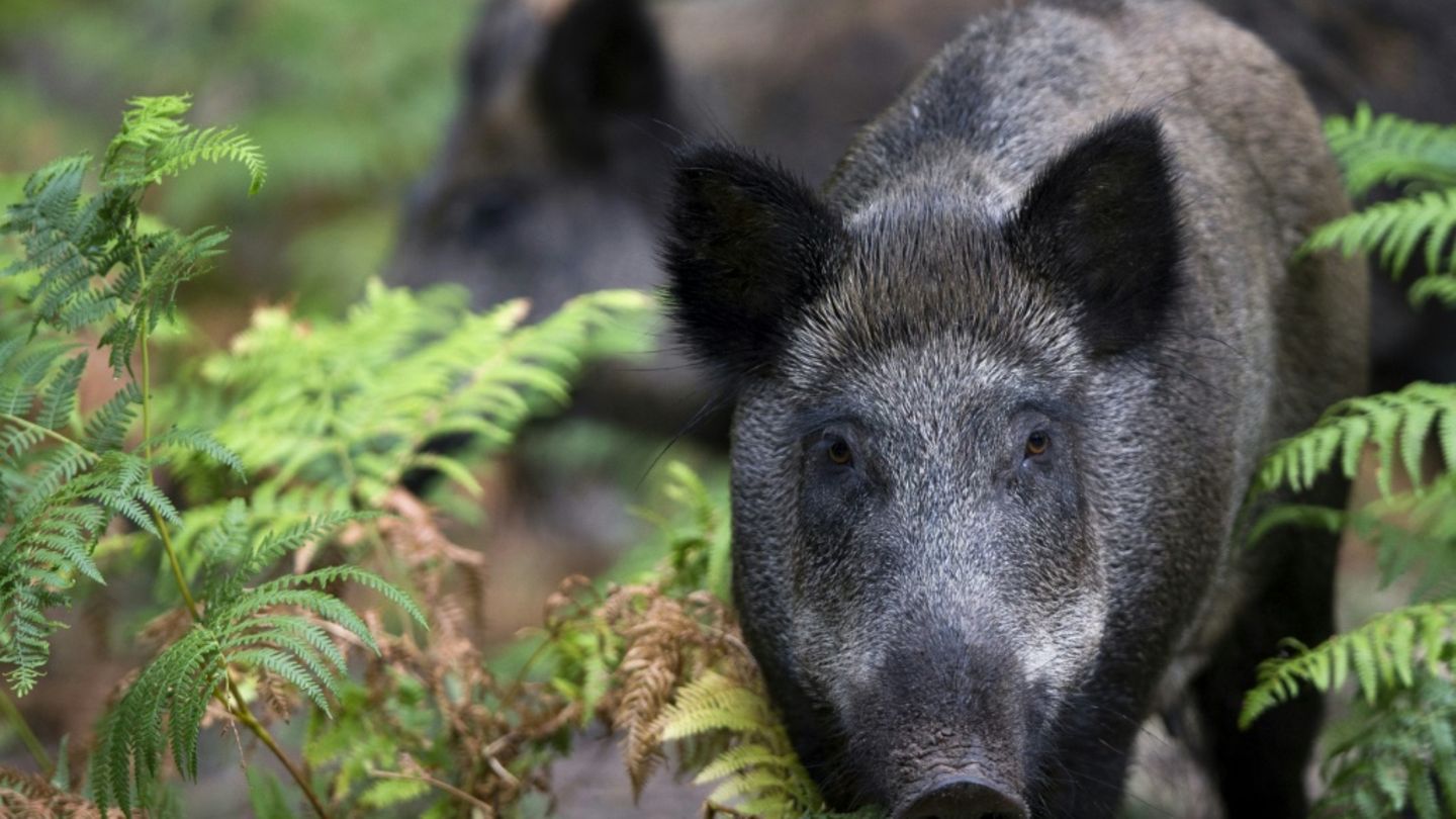 Wildschwein