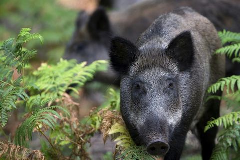 Wildschwein