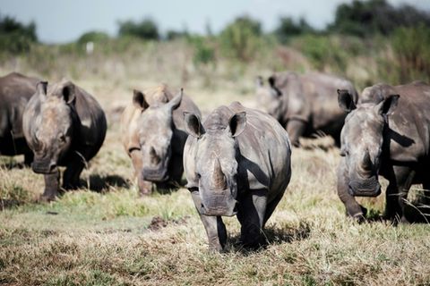 Weiße Nashörner in Südafrika