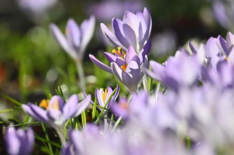 Krokusse leuchten auf einer Wiese im Münchner Luitpoldpark: Für die nächsten Tage wird das Wetter sonnig und frühlingshaft
