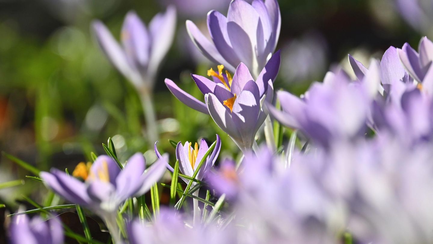 Krokusse leuchten auf einer Wiese im Münchner Luitpoldpark: Für die nächsten Tage wird das Wetter sonnig und frühlingshaft