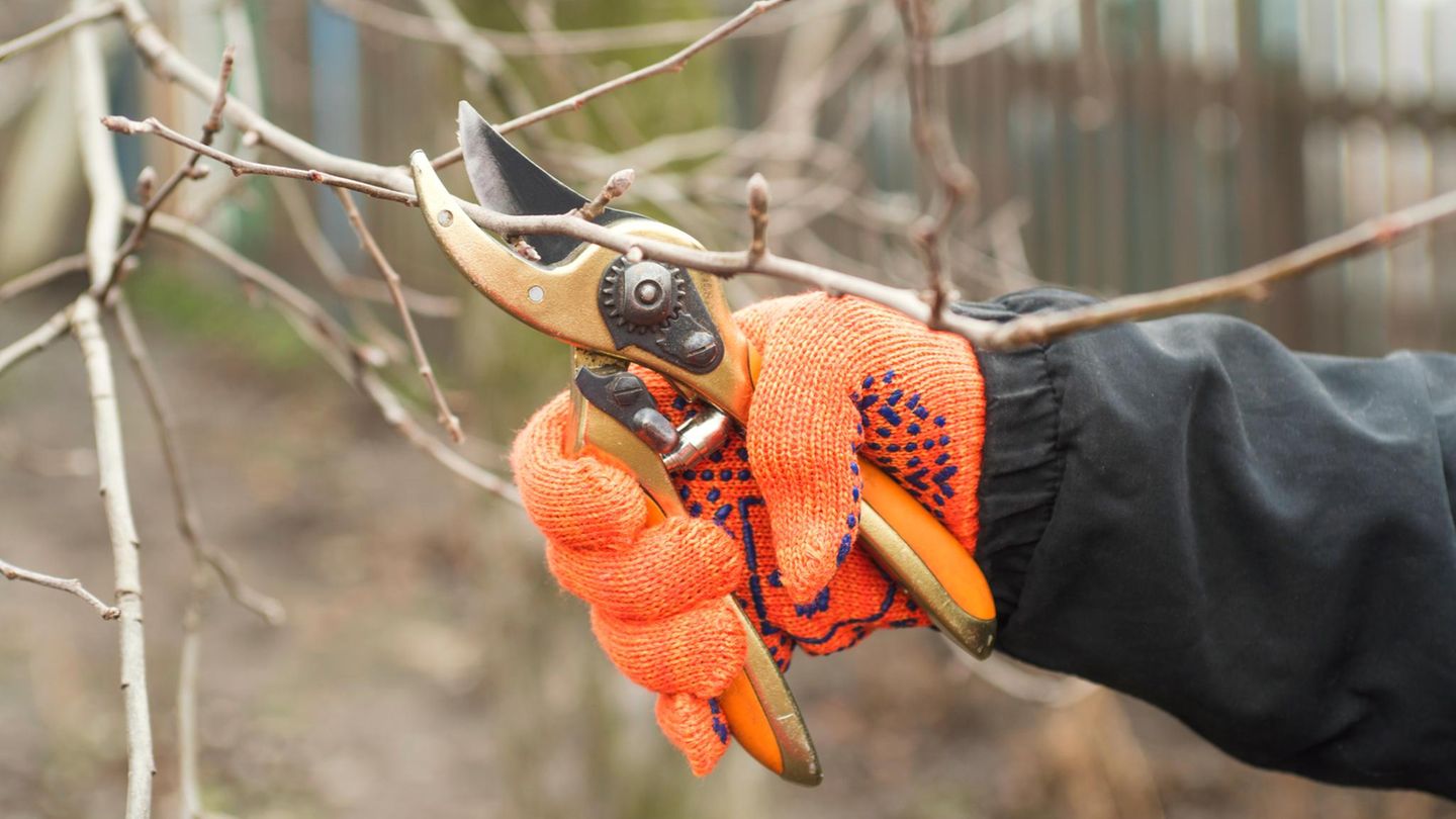 Die besten Gartendeals Angebote vom 10. bis 16. März 2025 STERN.de