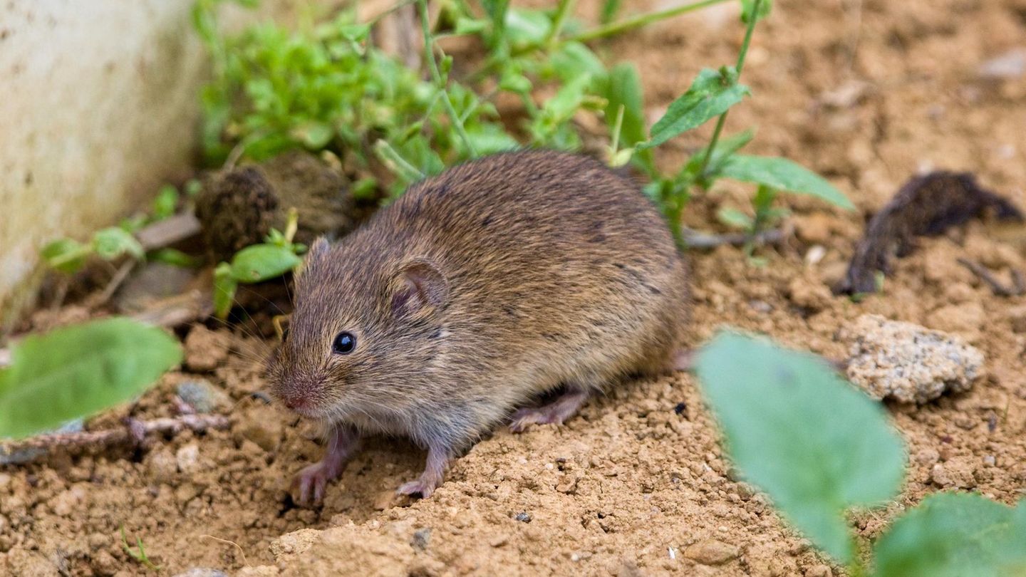 Die Wühlmaus (Microtus arvalis) in einem natürlichen Lebensraum