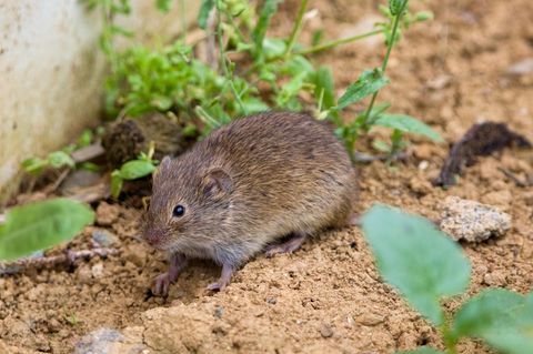 Die Wühlmaus (Microtus arvalis) in einem natürlichen Lebensraum