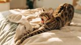 Keime: Katze streckt sich gähnend auf dem Bett