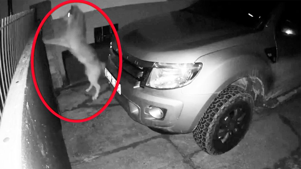 Vorfall in Brandenburg: Wölfe wollen über Hoftor springen – Anwohner in Angst Vorfall in Brandenburg: Wölfe wollen über Hoftor springen – Anwohner in Angst