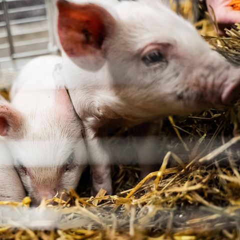Drei Schweine bei Kunstausstellung in Kopenhagen