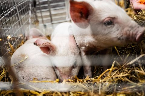 Drei Schweine bei Kunstausstellung in Kopenhagen