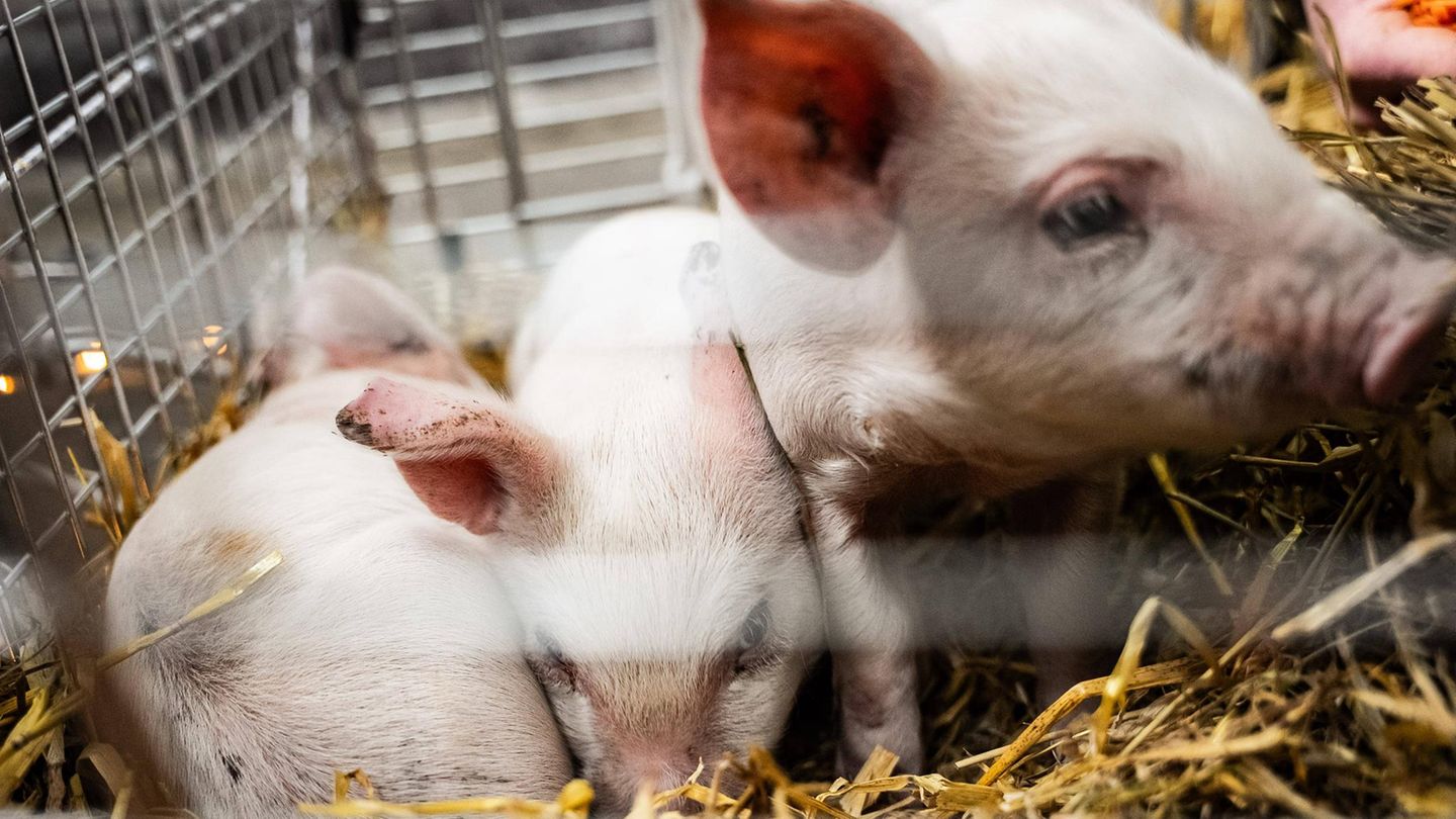 Drei Schweine bei Kunstausstellung in Kopenhagen
