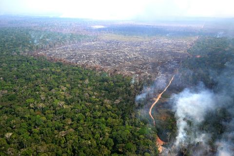Brandrodung im Amazonas-Regenwald