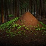 Nesthügel der Waldameisen