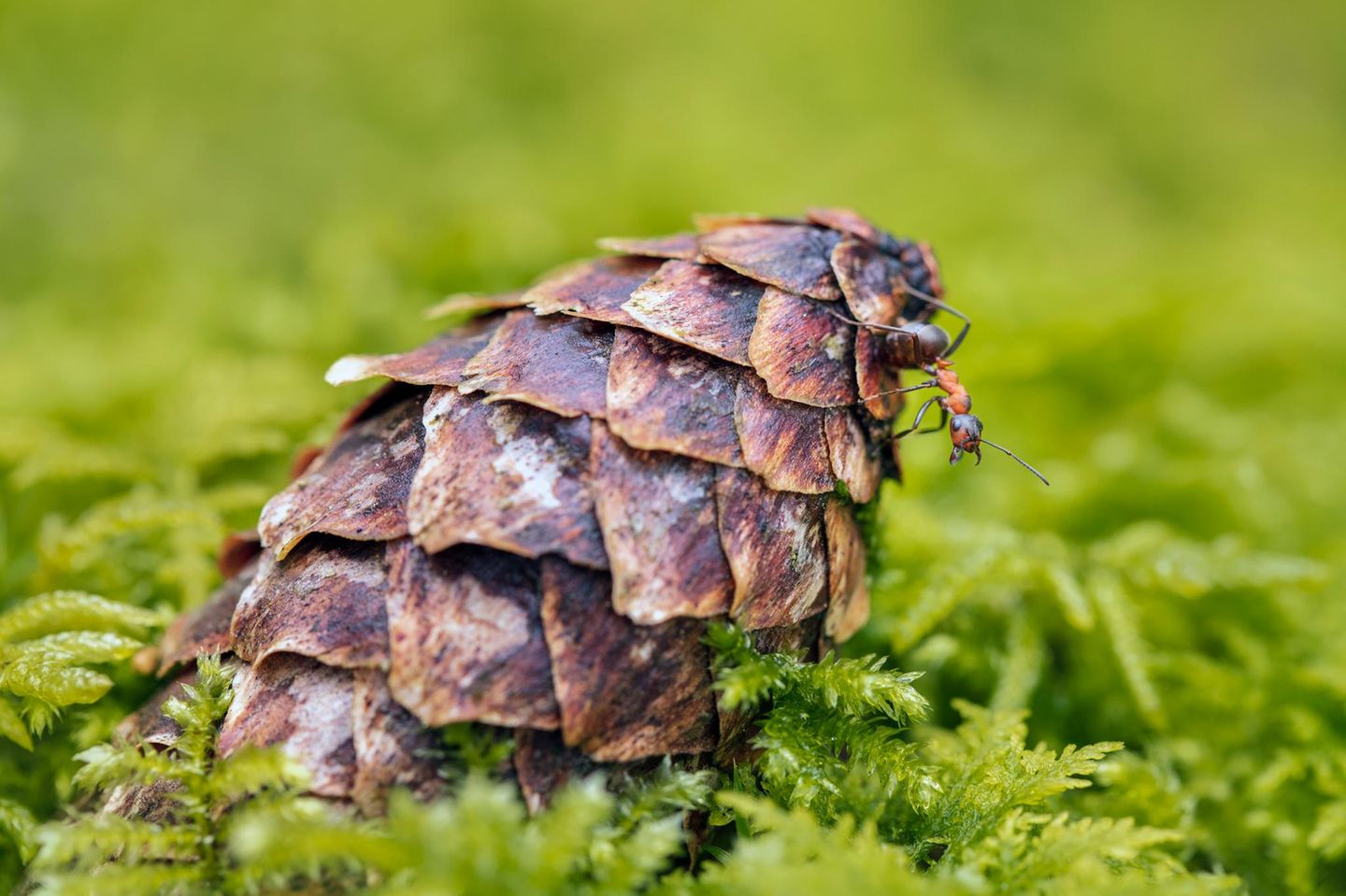 Waldameise auf einem Fichtenzapfen