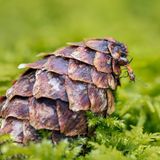 Waldameise auf einem Fichtenzapfen