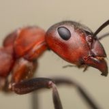 Waldameise von Nahem