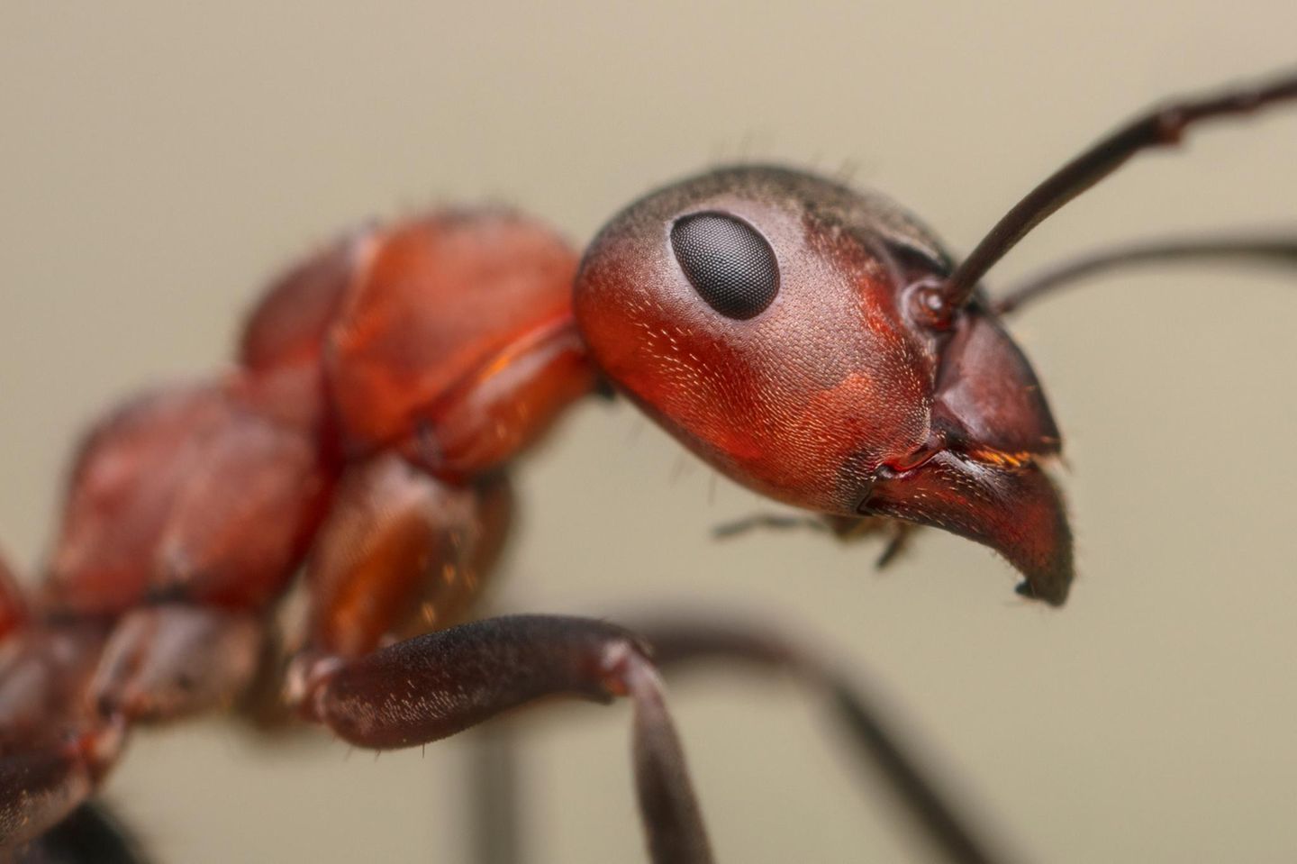 Waldameise von Nahem