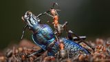 Waldameise auf einem Laufkäfer