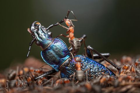 Waldameise auf einem Laufkäfer